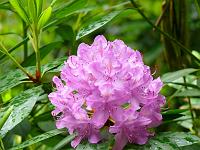  (C) 2008 by G. Doczkal, 
Rhododendron, 
Grobbachtal bei Baden-Baden, Baden-Württemberg, Germany