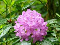  (C) 2008 by G. Doczkal, 
Rhododendron, 
Grobbachtal bei Baden-Baden, Baden-Württemberg, Germany