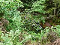  (C) 2008 by G. Doczkal, 
Rhododendren, 
Grobbachtal bei Baden-Baden, Baden-Württemberg, Germany