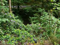  (C) 2008 by G. Doczkal, 
Rhododendren, 
Grobbachtal bei Baden-Baden, Baden-Württemberg, Germany