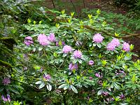  (C) 2008 by G. Doczkal, 
Rhododendren, 
Grobbachtal bei Baden-Baden, Baden-Württemberg, Germany