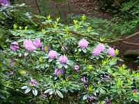  (C) 2008 by G. Doczkal, 
Rhododendren, 
Grobbachtal bei Baden-Baden, Baden-Württemberg, Germany