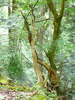  (C) 2008 by G. Doczkal, 
Abgestorbener Baum, 
Grobbachtal bei Baden-Baden, Baden-Württemberg, Germany