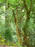  (C) 2008 by G. Doczkal, 
Abgestorbener Baum, 
Grobbachtal bei Baden-Baden, Baden-Württemberg, Germany