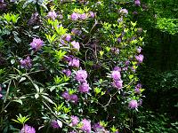  (C) 2008 by G. Doczkal, 
Rhododendren, 
Grobbachtal bei Baden-Baden, Baden-Württemberg, Germany