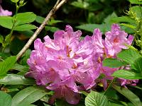  (C) 2008 by G. Doczkal, 
Rhododendron, 
Grobbachtal bei Baden-Baden, Baden-Württemberg, Germany