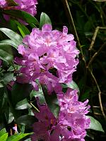  (C) 2008 by G. Doczkal, 
Rhododendron, 
Grobbachtal bei Baden-Baden, Baden-Württemberg, Germany