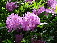  (C) 2008 by G. Doczkal, 
Rhododendron, 
Grobbachtal bei Baden-Baden, Baden-Württemberg, Germany