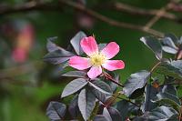  (C) 2008 by G. Doczkal, 
Wilde Rose, 
48.883621°N/8.319493°E, Wasserloch bei Malsch, Baden-Württemberg, Germany