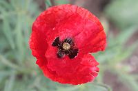  (C) 2008 by G. Doczkal, 
Klatschmohn, 
48.883621°N/8.319493°E, Wasserloch bei Malsch, Baden-Württemberg, Germany