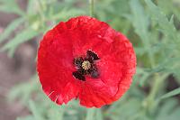  (C) 2008 by G. Doczkal, 
Klatschmohn, 
48.883621°N/8.319493°E, Wasserloch bei Malsch, Baden-Württemberg, Germany