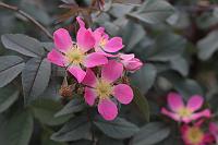  (C) 2008 by G. Doczkal, 
Wilde Rose, 
48.883621°N/8.319493°E, Wasserloch bei Malsch, Baden-Württemberg, Germany