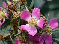  (C) 2008 by G. Doczkal, 
Wilde Rose, 
48.883621°N/8.319493°E, Wasserloch bei Malsch, Baden-Württemberg, Germany