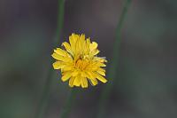  (C) 2008 by G. Doczkal, 
Blüte, 
48.883621°N/8.319493°E, Wasserloch bei Malsch, Baden-Württemberg, Germany