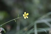  (C) 2008 by G. Doczkal, 
Blüte, 
48.883621°N/8.319493°E, Wasserloch bei Malsch, Baden-Württemberg, Germany