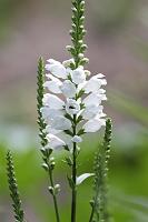  (C) 2008 by G. Doczkal, 
Lupine, 
48.883621°N/8.319493°E, Wasserloch bei Malsch, Baden-Württemberg, Germany