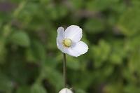  (C) 2008 by G. Doczkal, 
Anemone, 
48.883621°N/8.319493°E, Wasserloch bei Malsch, Baden-Württemberg, Germany