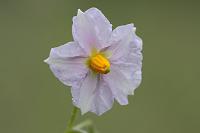  (C) 2008 by G. Doczkal, 
Kartoffelblüte, 
48.883621°N/8.319493°E, Wasserloch bei Malsch, Baden-Württemberg, Germany