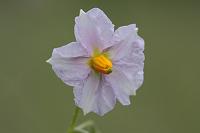  (C) 2008 by G. Doczkal, 
Kartoffelblüte, 
48.883621°N/8.319493°E, Wasserloch bei Malsch, Baden-Württemberg, Germany