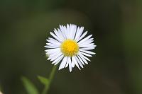  (C) 2008 by G. Doczkal, 
Blüte, 
48.883621°N/8.319493°E, Wasserloch bei Malsch, Baden-Württemberg, Germany