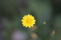  (C) 2008 by G. Doczkal, 
Blüte, 
48.883621°N/8.319493°E, Wasserloch bei Malsch, Baden-Württemberg, Germany