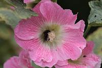  (C) 2008 by G. Doczkal, 
Hummel in Malve, 
48.883621°N/8.319493°E, Wasserloch bei Malsch, Baden-Württemberg, Germany