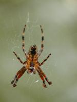  (C) 2008 by G. Doczkal, 
Kreuzspinne, 
48.883621°N/8.319493°E, Wasserloch bei Malsch, Baden-Württemberg, Germany