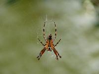  (C) 2008 by G. Doczkal, 
Kreuzspinne, 
48.883621°N/8.319493°E, Wasserloch bei Malsch, Baden-Württemberg, Germany