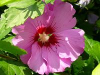  (C) 2008 by G. Doczkal, 
Hibiscus, 
48.883621°N/8.319493°E, Wasserloch bei Malsch, Baden-Württemberg, Germany