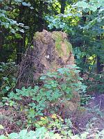  (C) 2008 by G. Doczkal, 
Alter Baumstumpf, 
Eichelberg bei Waldprechtsweier, Baden-Württemberg, Germany