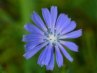  (C) 2008 by G. Doczkal, 
Blüte, 
Eichelberg bei Oberweier, Baden-Württemberg, Germany