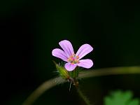  (C) 2008 by G. Doczkal, 
Blüte, 
Eichelberg, Schwarzwald