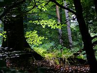  (C) 2008 by G. Doczkal, 
Laub im Gegenlicht, 
Eichelberg bei Winkel, Baden-Württemberg, Germany