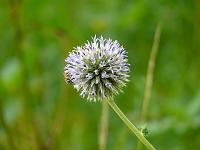  (C) 2008 by G. Doczkal, Blüte, Tennetberg, Baden-Württemberg, Germany