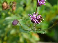  (C) 2008 by G. Doczkal, Blüte, Eichelberg bei Waldprechtsweier, Baden-Württemberg, Germany