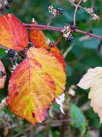  (C) 2008 by G. Doczkal, Brombeerblätter, Eichelberg bei Oberweier, Baden-Württemberg, Germany