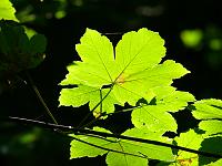  (C) 2008 by G. Doczkal, Ahornlaub im Gegenlicht, Eichelberg bei Winkel, Baden-Württemberg, Germany