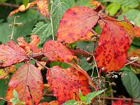  (C) 2008 by G. Doczkal, Brombeerblätter, Eichelberg bei Winkel, Baden-Württemberg, Germany