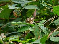  (C) 2008 by G. Doczkal, Schmetterling, Eichelberg bei Winkel, Baden-Württemberg, Germany