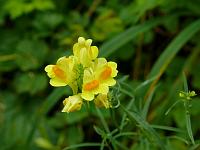  (C) 2008 by G. Doczkal, Wilde Löwenmäulchen, Gaisstatt bei Michelbach, Baden-Württemberg, Germany