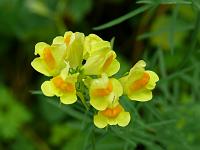  (C) 2008 by G. Doczkal, Wilde Löwenmäulchen, Gaisstatt bei Freiolsheim, Baden-Württemberg, Germany