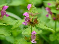  (C) 2008 by G. Doczkal, Nesselblüten, Gaisstatt bei Freiolsheim, Baden-Württemberg, Germany