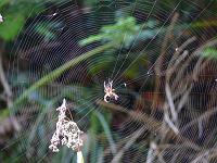  (C) 2008 by G. Doczkal, Kreuzspinne, Hausenklamm bei Freiolsheim, Baden-Württemberg, Germany
