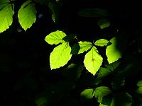  (C) 2008 by G. Doczkal, Laub im Gegenlicht, Eichelberg bei Winkel, Baden-Württemberg, Germany