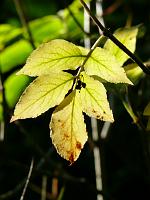  (C) 2008 by G. Doczkal, Laub im Gegenlicht, Eichelberg bei Winkel, Baden-Württemberg, Germany