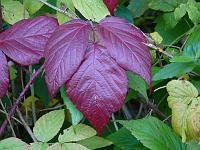  (C) 2008 by G. Doczkal, Herbstfarben, Eichelberg bei Winkel, Baden-Württemberg, Germany