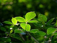  (C) 2008 by G. Doczkal, Brombeerblätter, Eichelberg bei Winkel, Baden-Württemberg, Germany