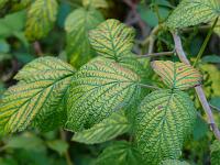  (C) 2008 by G. Doczkal, Brombeerblätter, Eichelberg bei Michelbach, Baden-Württemberg, Germany