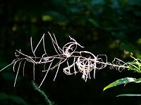  (C) 2008 by G. Doczkal, Licht und Schatten, Eichelberg bei Michelbach, Baden-Württemberg, Germany