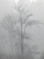  (C) 2009 by G. Doczkal, 
Winter am Eichelberg, 
48.852886°N/8.323956°E, 1.68  Km von Waldprechtsweier, Baden-Württemberg, Germany
